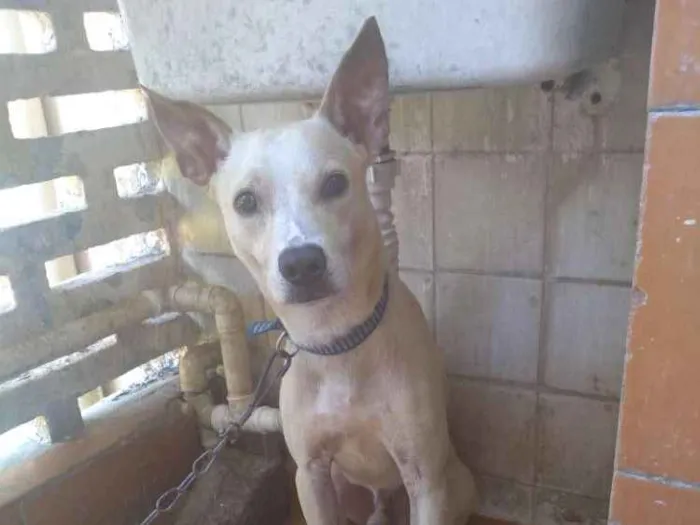 Cachorro ra a srd  idade 7 a 11 meses nome Spaike 