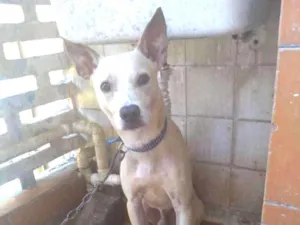 Cachorro raça srd  idade 7 a 11 meses nome Spaike 