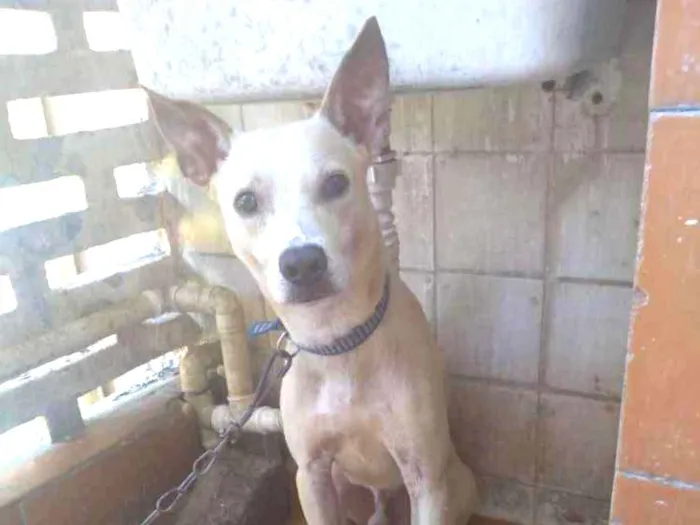 Cachorro ra a srd  idade 7 a 11 meses nome Spaike 