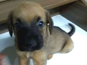Cachorro raça Indefinida idade Abaixo de 2 meses nome Filhotes