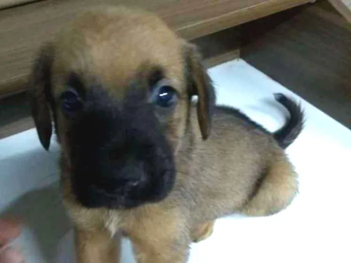 Cachorro ra a Indefinida idade Abaixo de 2 meses nome Filhotes