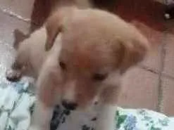 Cachorro raça Vira lata idade 2 a 6 meses nome Floky, Stela e Sofia