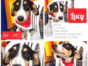 Cachorro raça SRD idade 2 a 6 meses nome Lucy