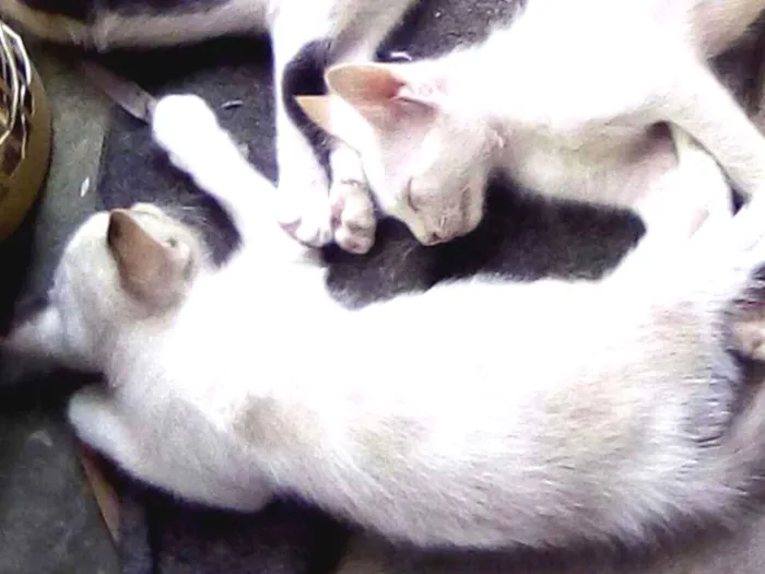 Gato raça  idade 2 a 6 meses nome Anneliese e Julinho