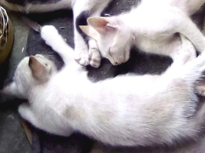 Gato raça  idade 2 a 6 meses nome Anneliese e Julinho
