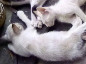 Gato raça  idade 2 a 6 meses nome Anneliese e Julinho
