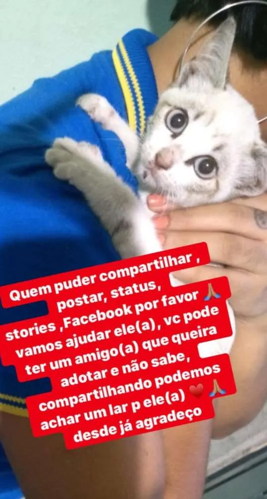 Gato ra a Srd idade Abaixo de 2 meses nome Simba