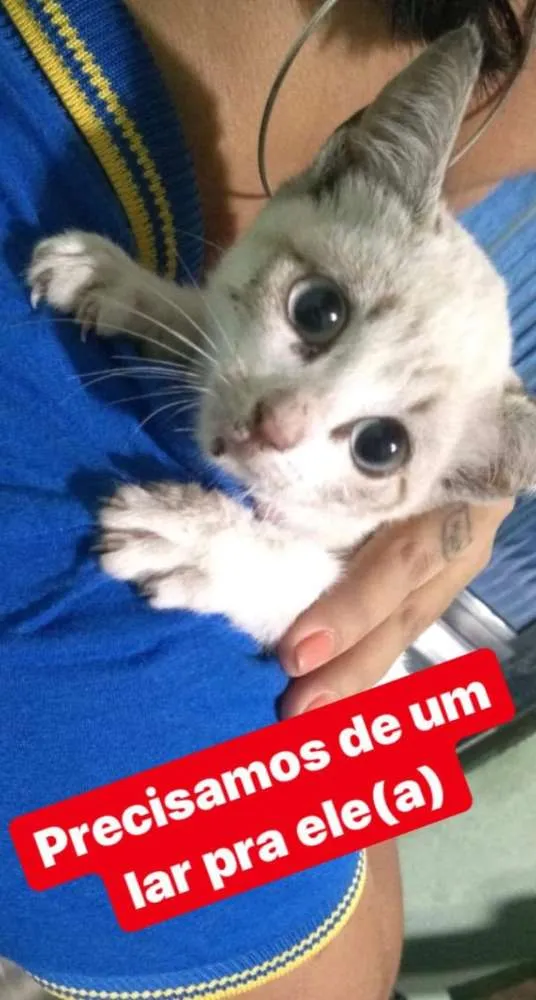 Gato ra a Srd idade Abaixo de 2 meses nome Simba