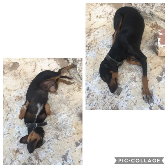 Cachorro raça Pit com barsê idade 2 anos nome Meg