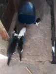 5 gatos