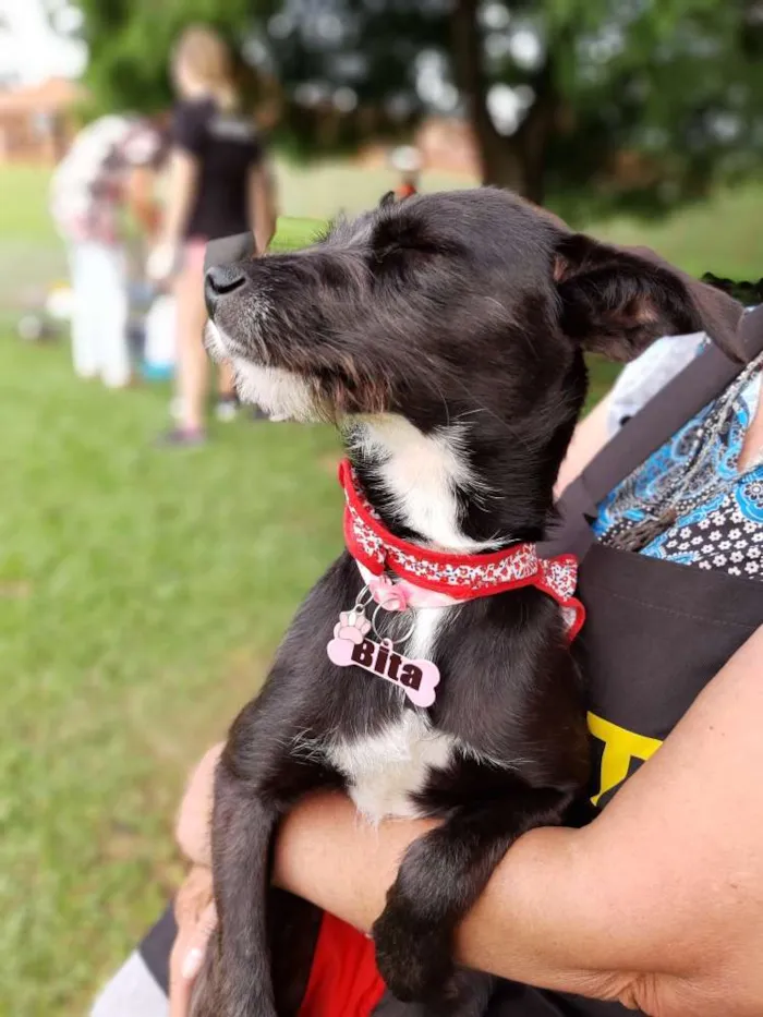 Cachorro ra a SRD idade 1 ano nome Bita