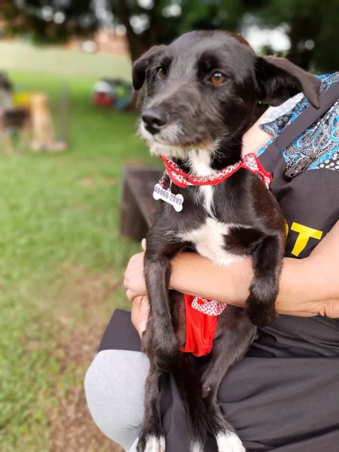 Cachorro ra a SRD idade 1 ano nome Bita