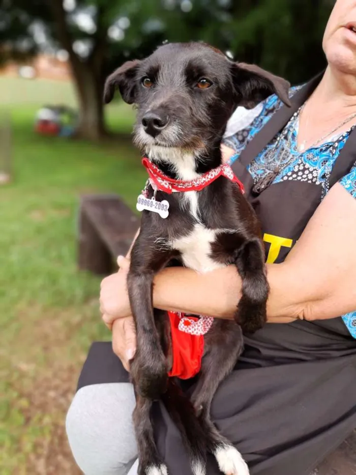 Cachorro ra a SRD idade 1 ano nome Bita