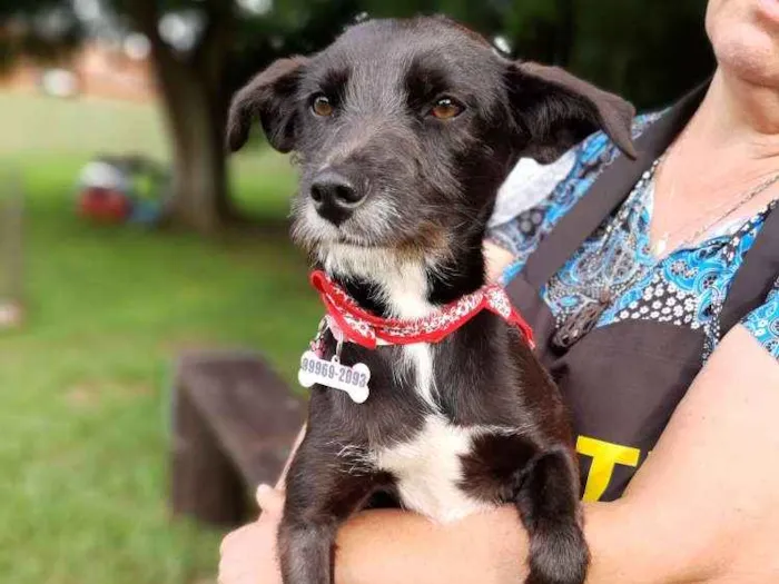 Cachorro ra a SRD idade 1 ano nome Bita