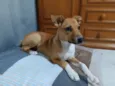 Mel