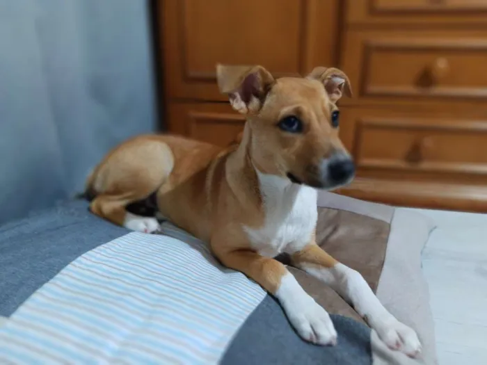 Cachorro ra a SRD idade 2 a 6 meses nome Mel