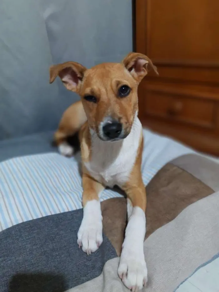 Cachorro ra a SRD idade 2 a 6 meses nome Mel