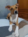 Mel