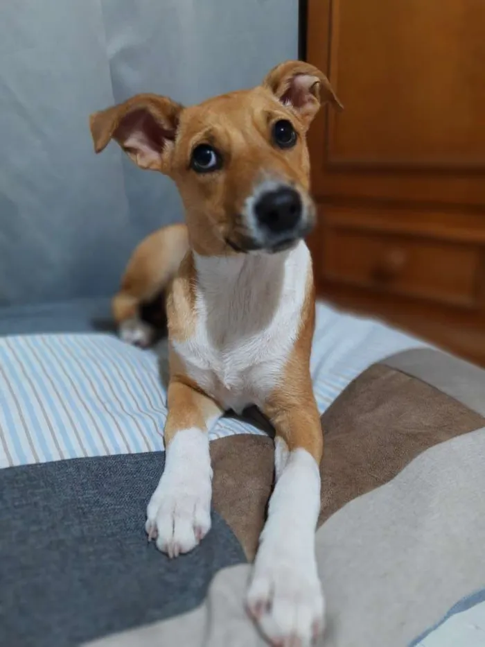 Cachorro ra a SRD idade 2 a 6 meses nome Mel