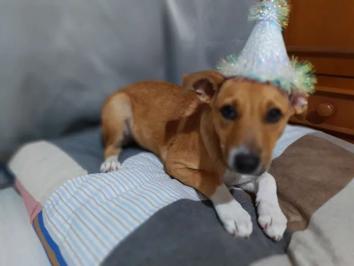 Cachorro ra a SRD idade 2 a 6 meses nome Mel