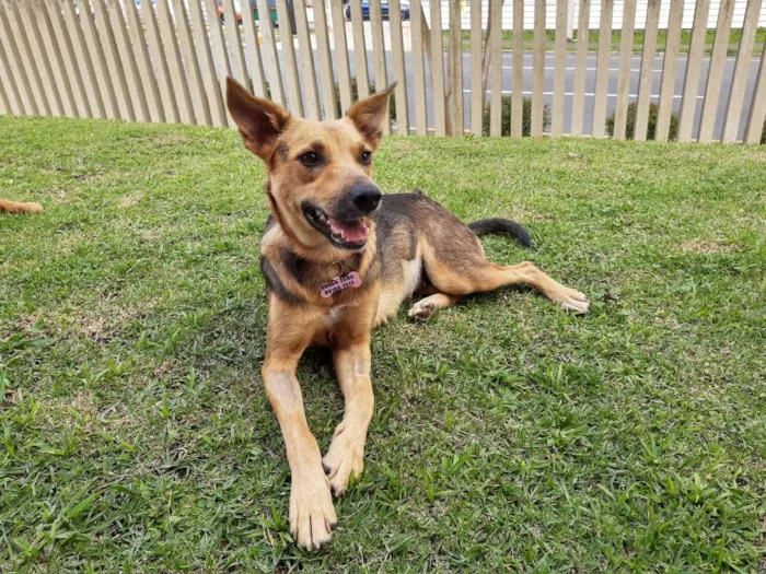 Cachorro ra a SRD idade 1 ano nome Melissa