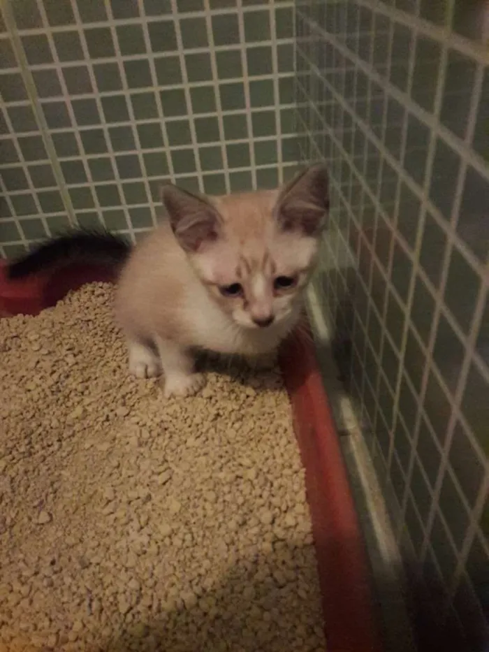 Gato ra a srd idade 2 a 6 meses nome toti