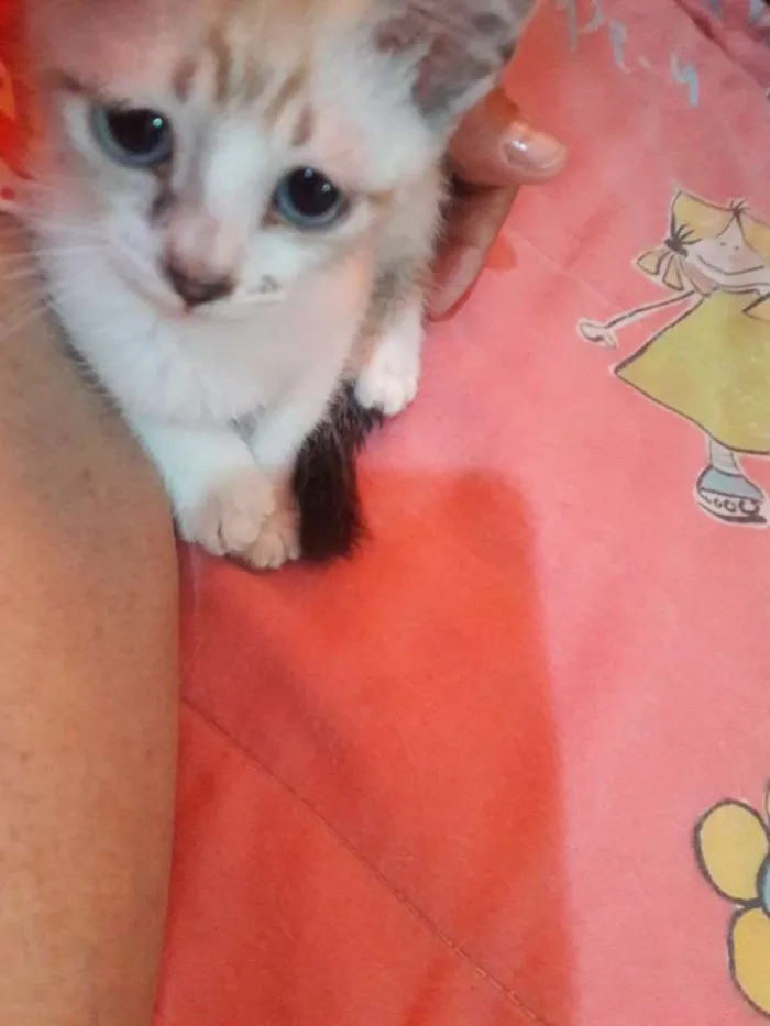 Gato ra a srd idade 2 a 6 meses nome toti