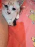 toti