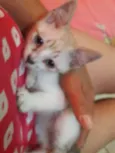 toti