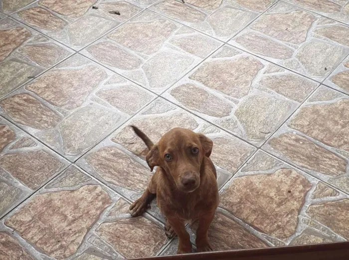 Cachorro ra a Srd idade 2 a 6 meses nome Caio