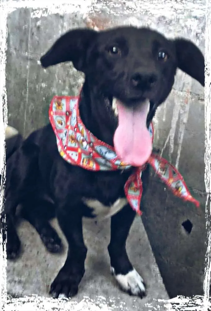Cachorro ra a Srd idade 2 anos nome Srd