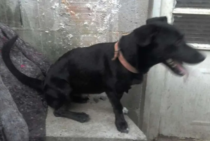 Cachorro ra a Srd idade 2 anos nome Srd