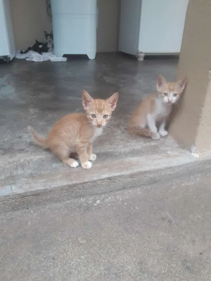 Gato ra a  idade Abaixo de 2 meses nome Sem nome