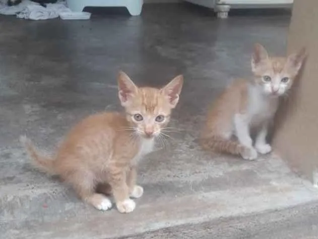 Gato ra a  idade Abaixo de 2 meses nome Sem nome