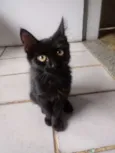Toy