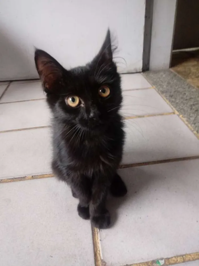 Gato raça  idade 2 a 6 meses nome Toy