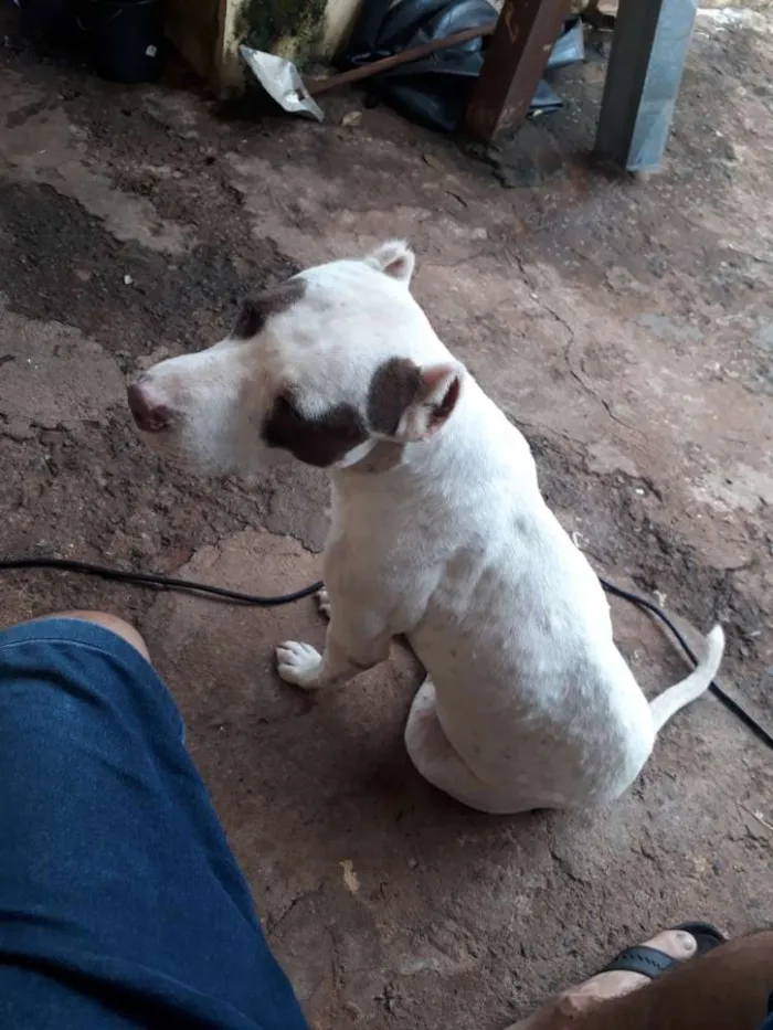 Cachorro ra a Por bull  idade 3 anos nome Bryhian 