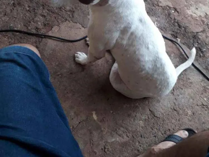 Cachorro ra a Por bull  idade 3 anos nome Bryhian 