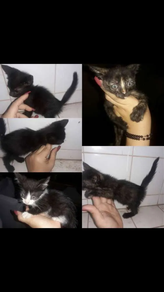 Gato raça Não sei  idade Abaixo de 2 meses nome Sem nome