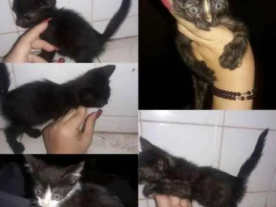 Gato raça Não sei  idade Abaixo de 2 meses nome Sem nome