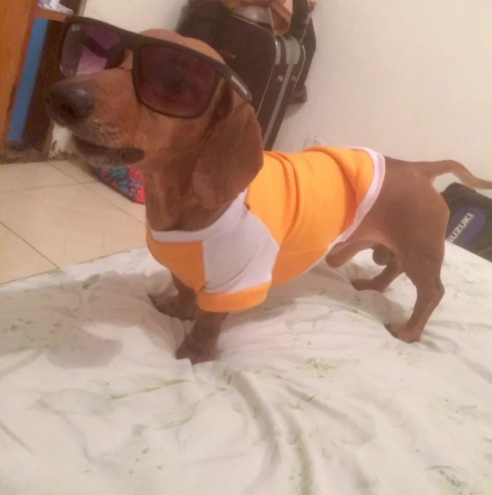 Cachorro ra a Tekel idade 4 anos nome Tody