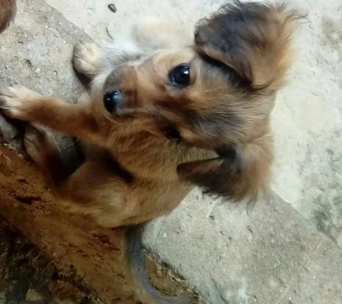 Cachorro ra a Indefinida idade 2 a 6 meses nome Sem nome