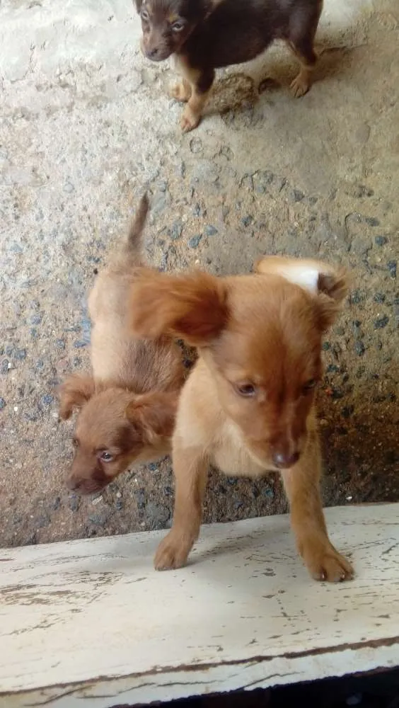 Cachorro ra a Indefinida idade 2 a 6 meses nome Sem nome