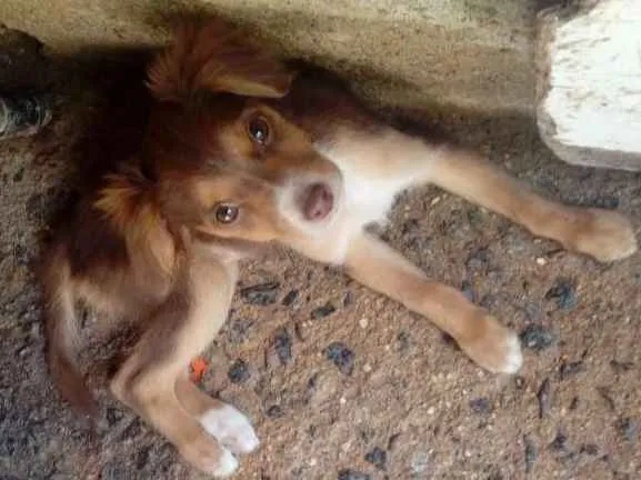 Cachorro ra a Indefinida idade 2 a 6 meses nome Sem nome