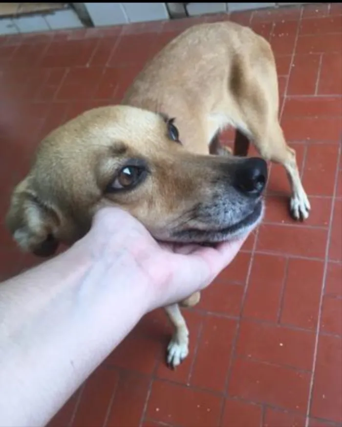 Cachorro ra a  idade  nome Princesa 