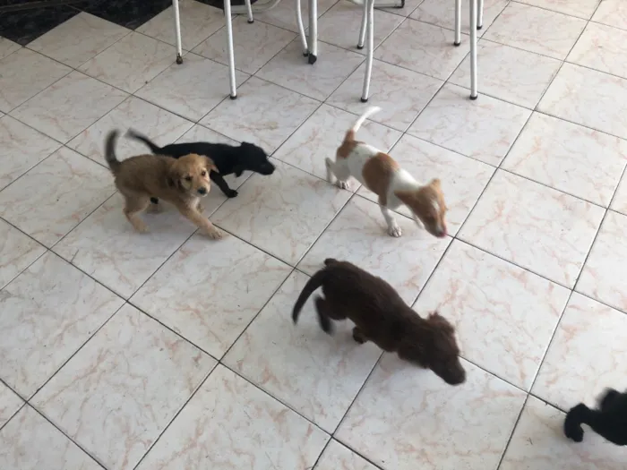 Cachorro ra a Vira lata idade Abaixo de 2 meses nome Sem nome 