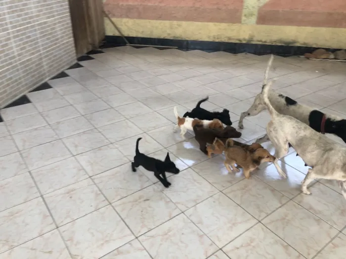 Cachorro ra a Vira lata idade Abaixo de 2 meses nome Sem nome 