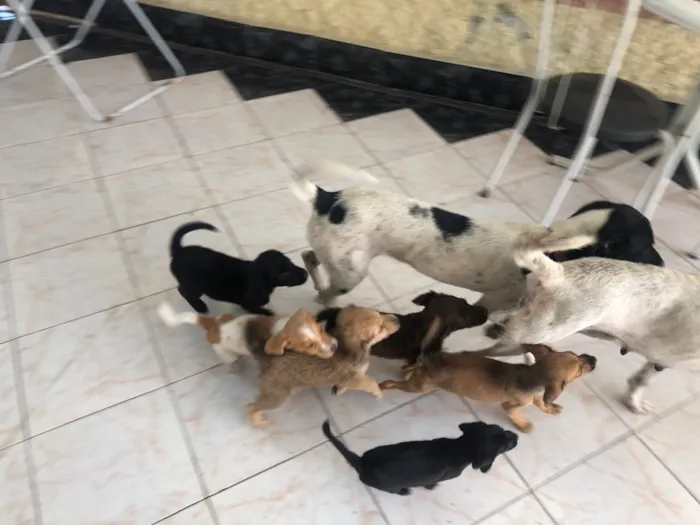 Cachorro ra a Vira lata idade Abaixo de 2 meses nome Sem nome 