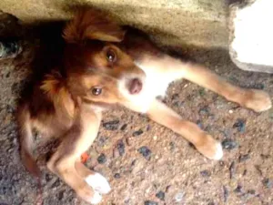 Cachorro raça Indefinida idade 2 a 6 meses nome Sem nome
