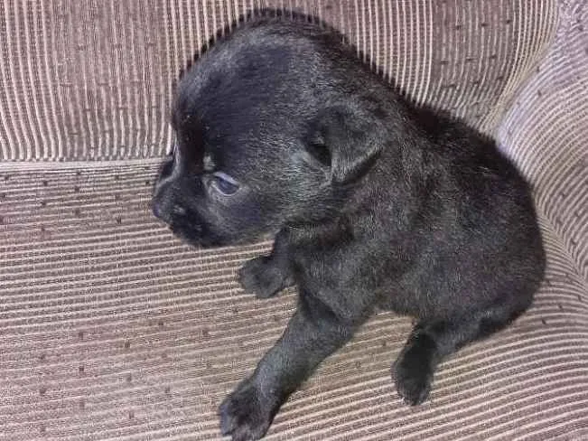 Cachorro ra a Mistura com chow chow  vira-ta idade Abaixo de 2 meses nome N tem